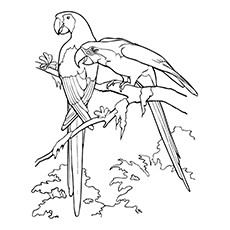 Parrot Coloring Pages