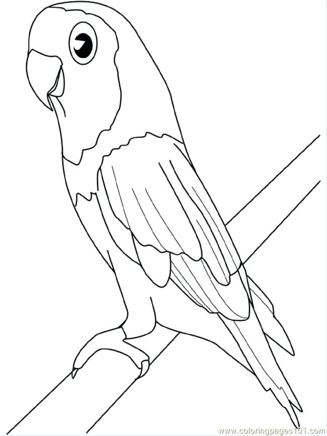 650x866 Macaw Parrot Coloring Page Birds Black White Hand Drawn Doodle