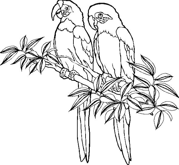 590x546 Parrot Coloring Page Animal Coloring Page