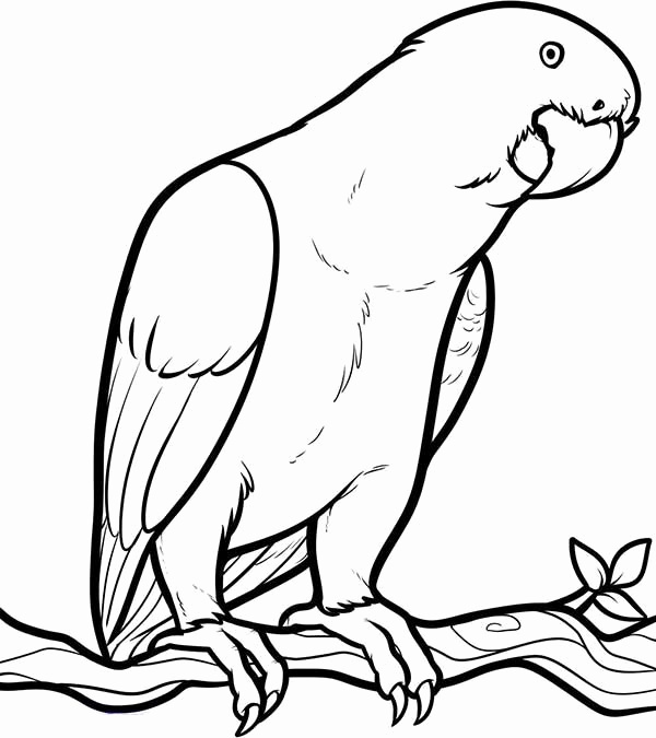 600x675 Parrot Coloring Pages Awesome Parrot Looking For Food Coloring