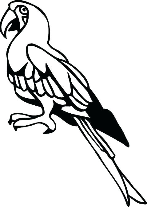 478x674 Parrot Pictures For Kids To Color Birds Grey Parrot Coloring Pages