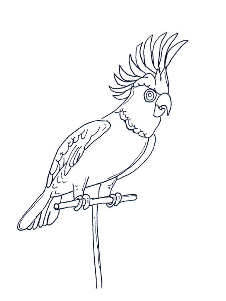 750x1000 Parrot Coloring Pages. Download And Print Parrot Coloring Pages