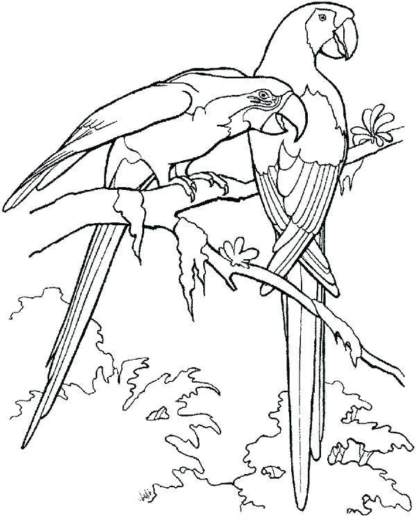 600x746 Parrots Coloring Pages Parrot Coloring Page Coloring Page Animal