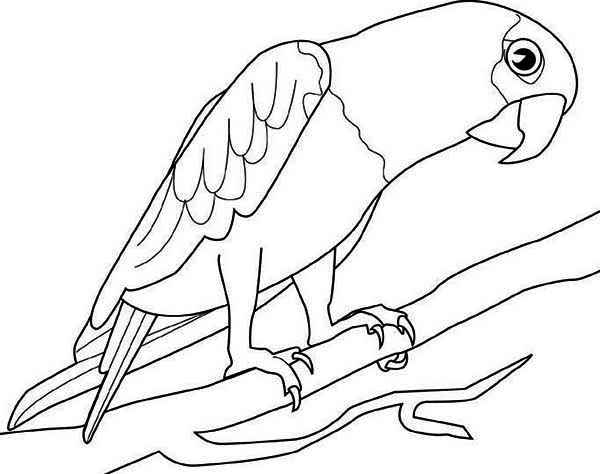600x474 Big Parrot Coloring Page