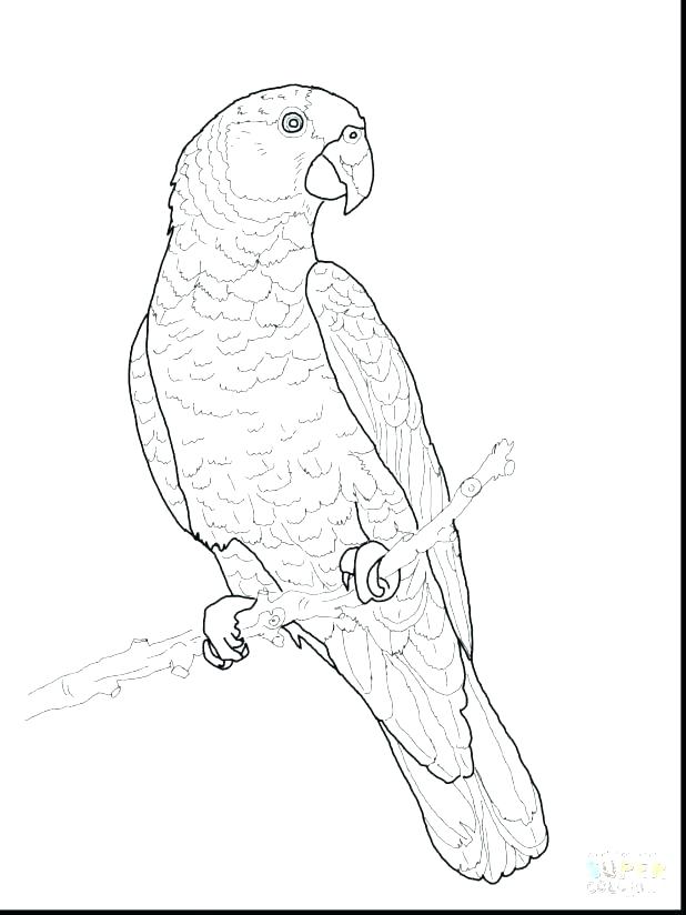 618x824 Parrot Coloring Page Impair.co