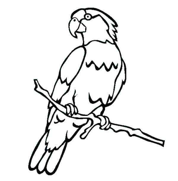 600x612 Coloring Pages Of Parrots Coloring Pages Of Parrots Male Parrot