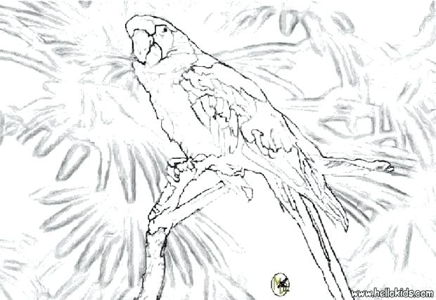 620x427 Coloring Pages Of Parrots Parrot Coloring Pages Printable