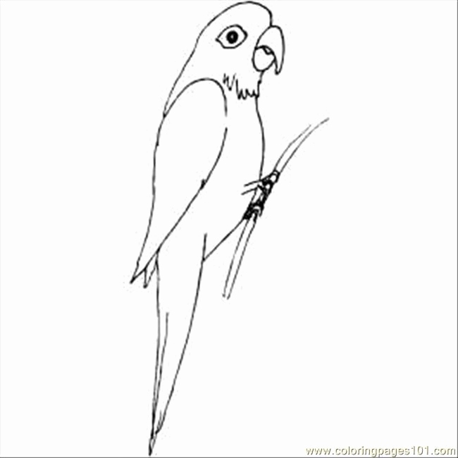 650x650 Free Printable Parrot Coloring Pages Collection Parrot3 Coloring
