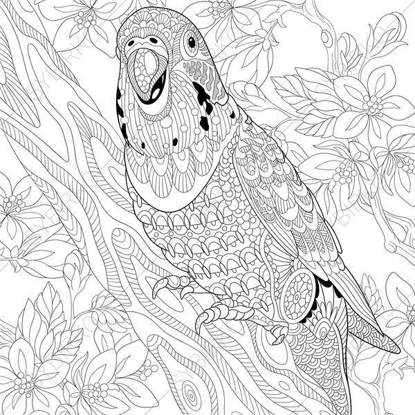 Budgie Parakeet Parrot Adult Coloring Page. By Coloringpageexpress 600x600 Budgie Parakeet Parrot Adult Coloring Page. By Coloringpageexpress