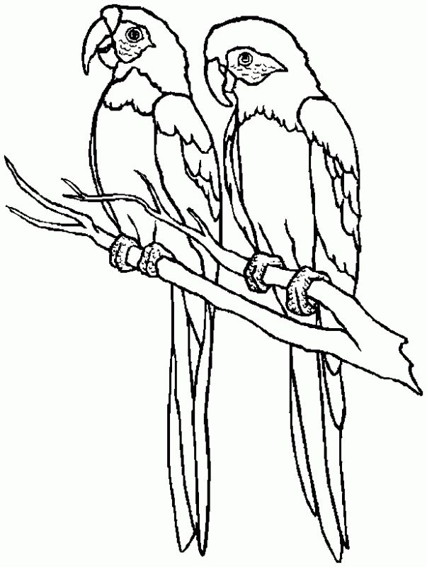 Free Parrot Coloring Pages Animal Coloring Pages 603x800 Free Parrot Coloring Pages Animal Coloring Pages