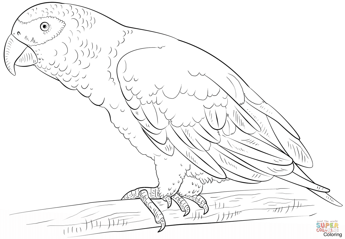 Largest Parrot Colouring Pages Coloring Of Par 1186x824 Largest Parrot Colouring Pages Coloring Of Par