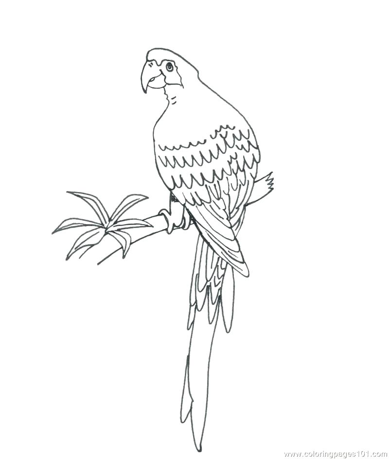 Parakeet Coloring Pages Parrot Coloring Pages Parrot Coloring Page 800x942 Parakeet Coloring Pages Parrot Coloring Pages Parrot Coloring Page