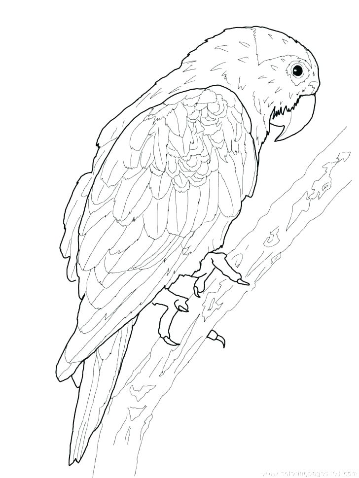 Parrot Coloring Pictures Drawn Parrot Coloring Page 7 Free Disney 728x970 Parrot Coloring Pictures Drawn Parrot Coloring Page 7 Free Disney