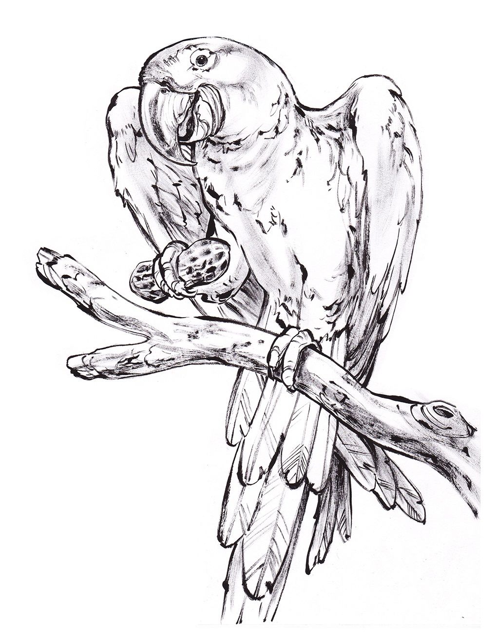 Parrot Coloring Printable 1020x1320 Parrot Coloring Printable