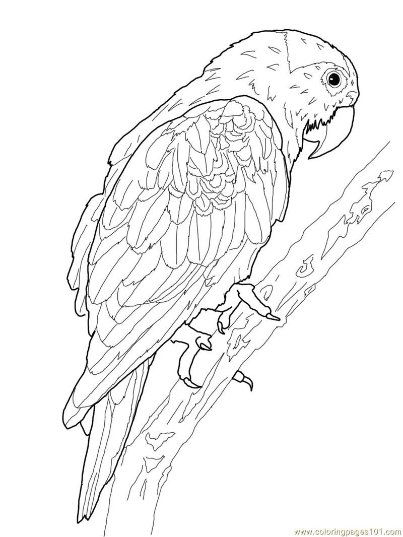 Printable Parrot Coloring Pages Coloring Pages Oh What Fun 800x1066 Printable Parrot Coloring Pages Coloring Pages Oh What Fun