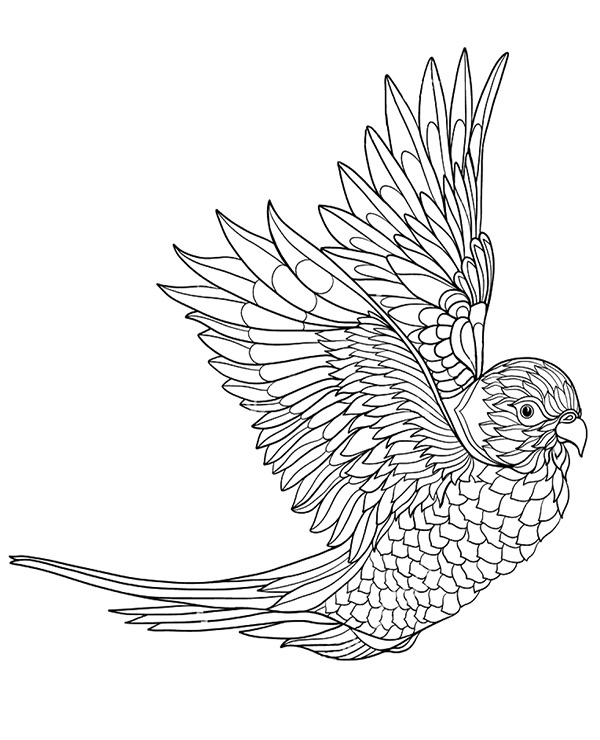 Printable Colouring Pages With Birds, Parrot To Color 600x740 Printable Colouring Pages With Birds, Parrot To Color