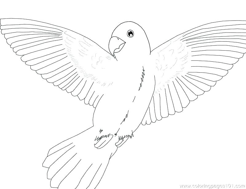 Top Parrot Coloring Page Print Coloring Pages Top T Coloring Page 800x616 Top Parrot Coloring Page Print Coloring Pages Top T Coloring Page