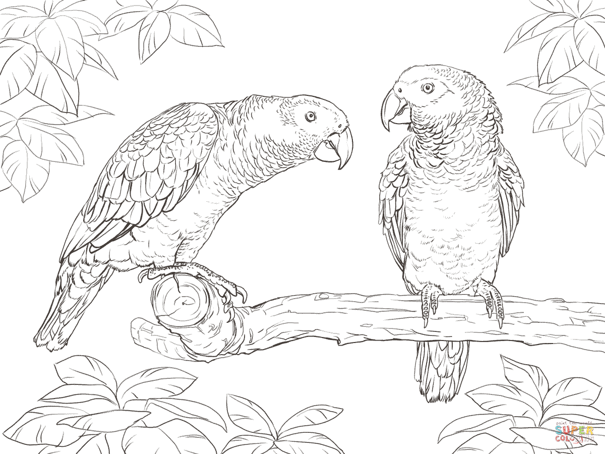 Two African Grey Parrots Super Coloring Portrait Quilts 1200x900 Two African Grey Parrots Super Coloring Portrait Quilts