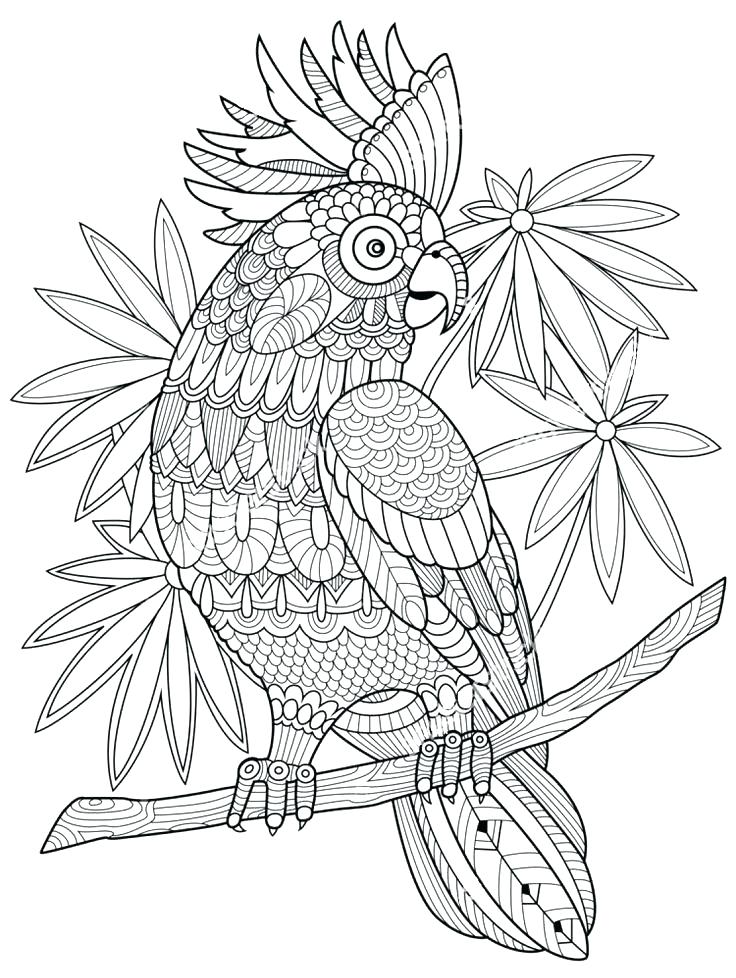 Zentangle Printable Coloring Pages Coloring Pages Packed 736x978 Zentangle Printable Coloring Pages Coloring Pages Packed
