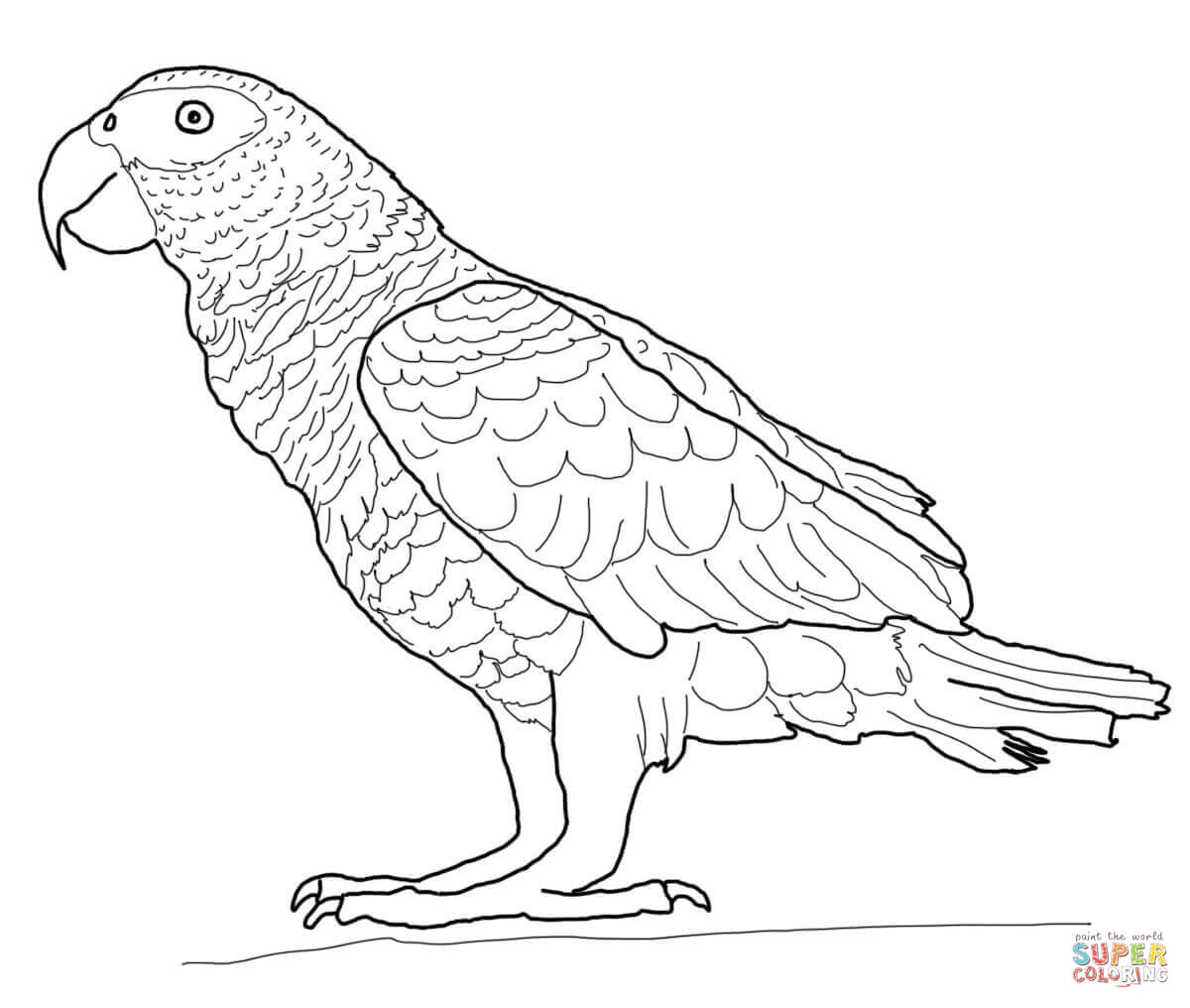 Parrots Coloring Pages Free Coloring Pages Parrot Coloring Pages 1200x1016 Parrots Coloring Pages Free Coloring Pages Parrot Coloring Pages