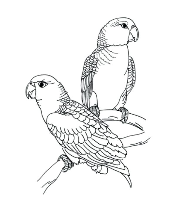 Adult Coloring Pages Beautiful Parrot Coloring Pages For Kids Free 600x715 Adult Coloring Pages Beautiful Parrot Coloring Pages For Kids Free