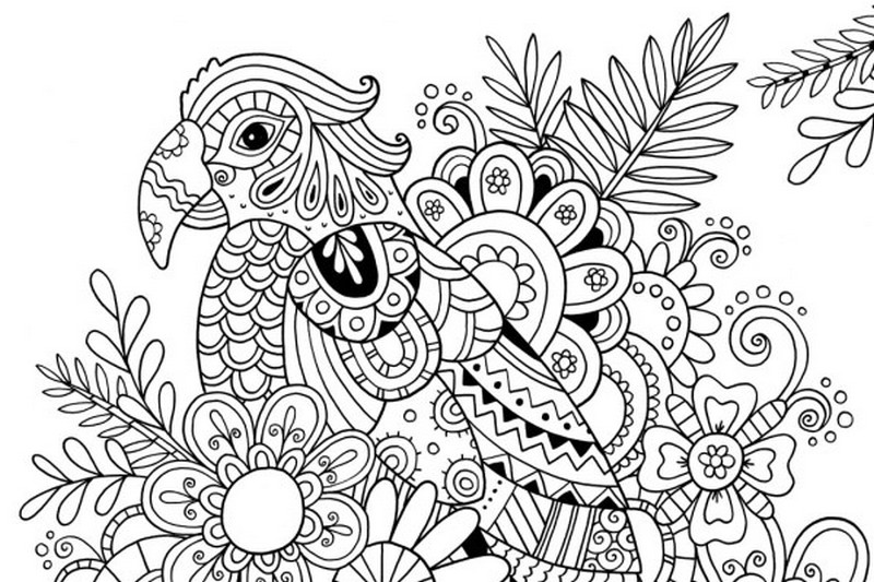 Adult Coloring Page Summer Parrot 6 800x533 Adult Coloring Page Summer Parrot 6