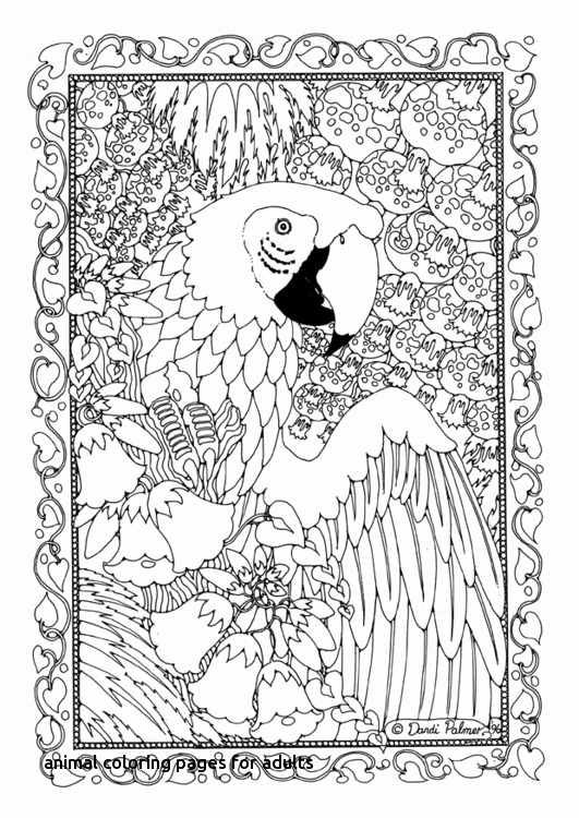 Animal Coloring Pages For Adults Parrot Coloring Pages Ohmygirl.us 531x750 Animal Coloring Pages For Adults Parrot Coloring Pages Ohmygirl.us