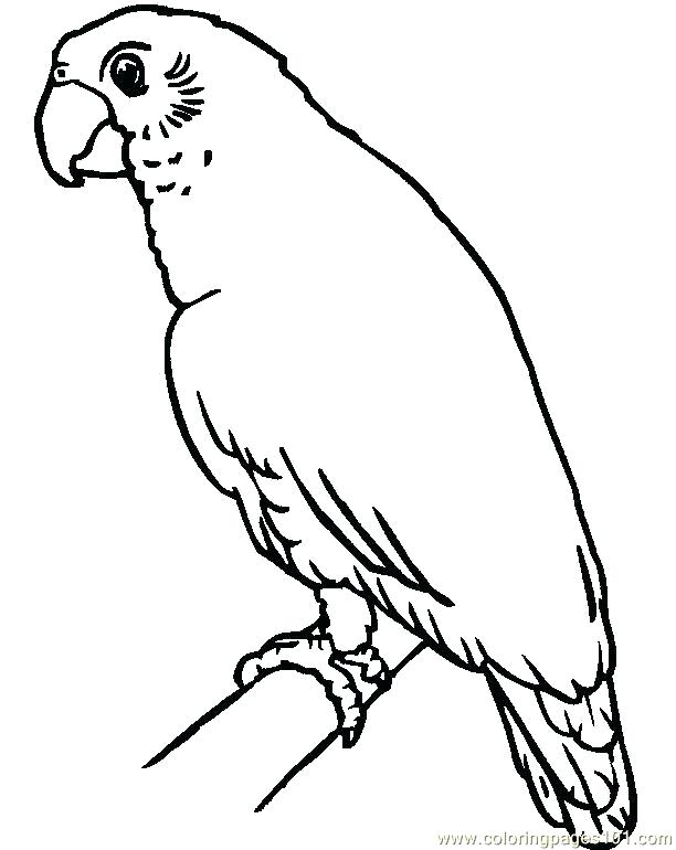 612x770 Parrot Coloring Page Parrot Coloring Pages Coloring Pages