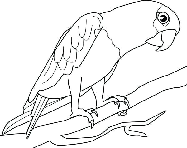 600x474 Parrot Coloring Sheet Parrot Coloring Page Animals Town Animals