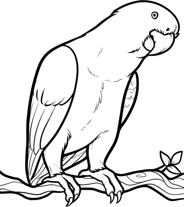 600x675 Parrot Colouring Sheet Parrot Looking For Food Coloring Page