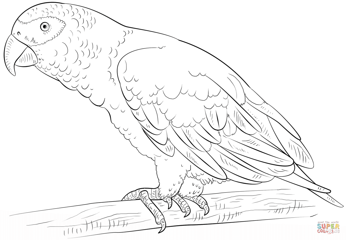 1186x824 Shining Design Parrot Coloring Pages Printable For Preschoolers