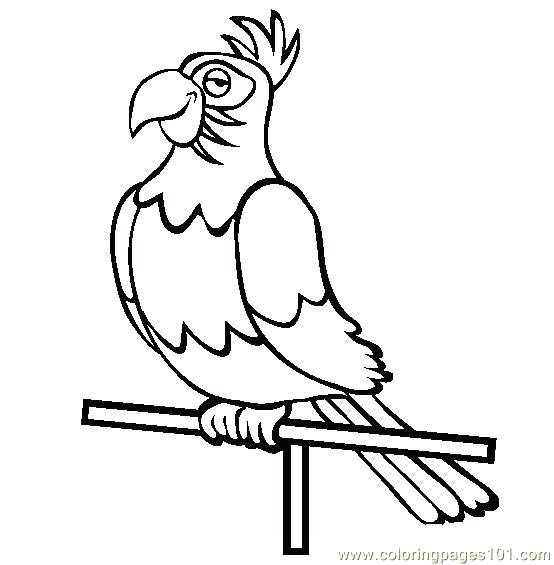 554x565 Coloring Pages Of Parrots Parrot Coloring Page Parrot Colouring