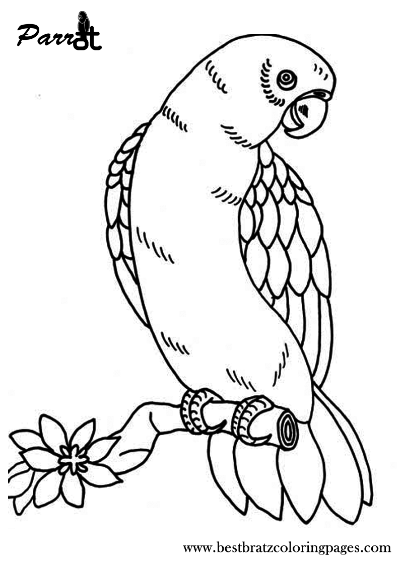 800x1120 Free Printable Parrot Coloring Pages For Kids Coloring Pages