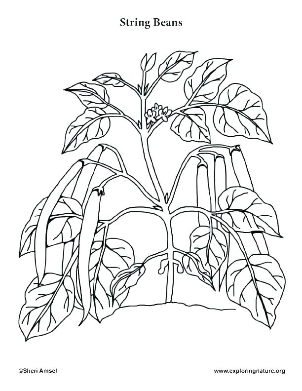 Parts Of A Plant Coloring Pages For Kids Coloring Pages