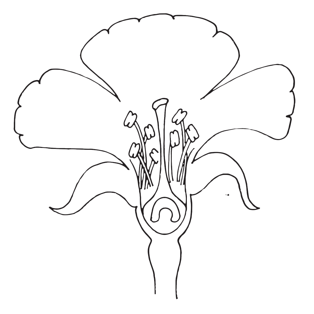 1000x1000 Parts Of A Flower Clipart