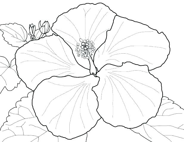 618x477 Parts Of A Flower Coloring Page Shippa.co