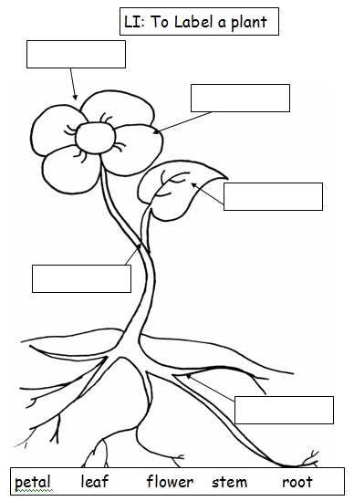 388x549 I Used This Along With Teaching Functions Of A Plant To Ensure