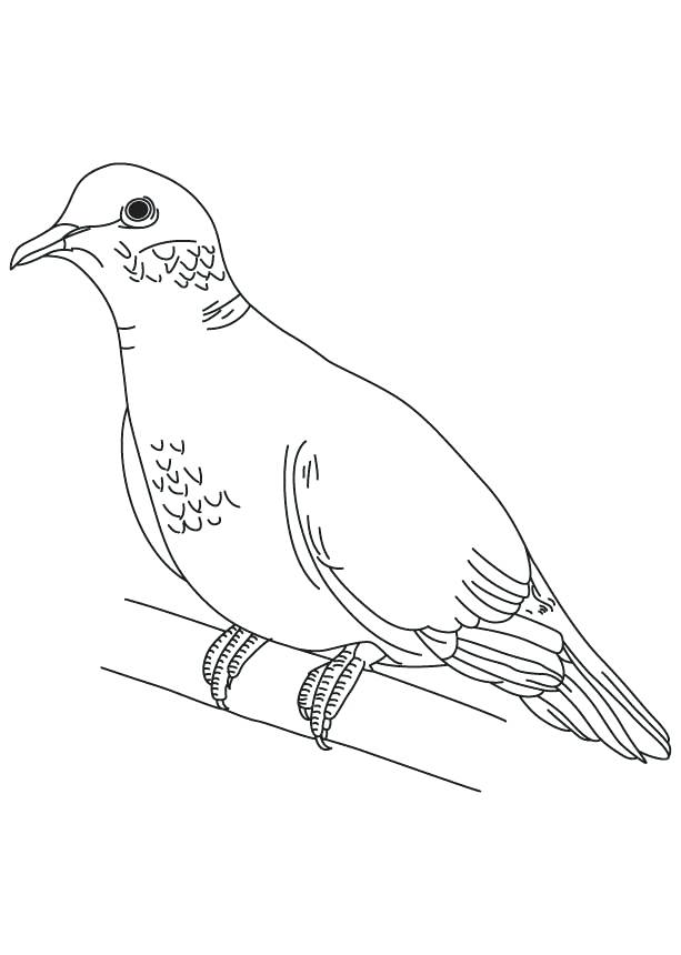 613x860 Dove Coloring Page