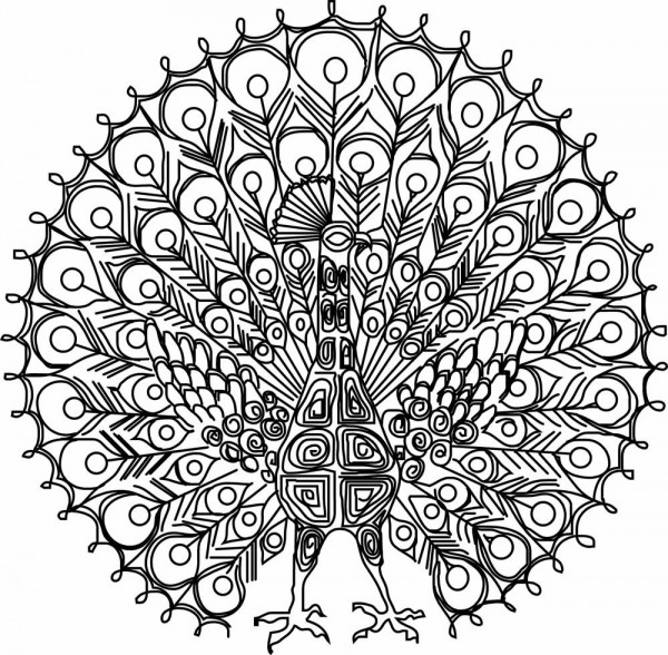 600x588 Peacock Coloring Pages