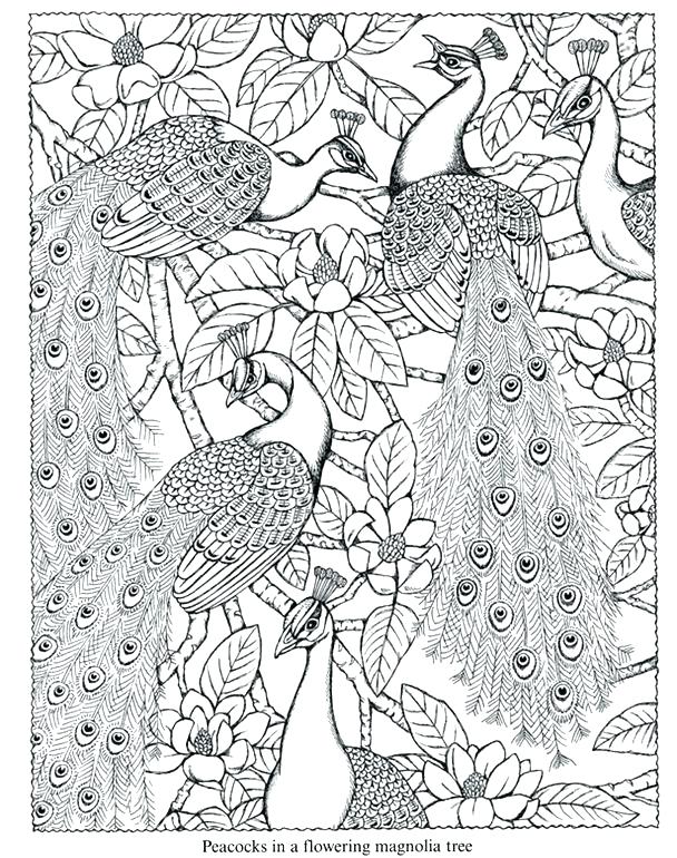 608x770 Peacock Coloring Pages Peacock Images For Coloring Peacock