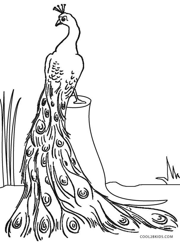 607x820 Printable Peacock Coloring Pages For Kids Cool2bkids