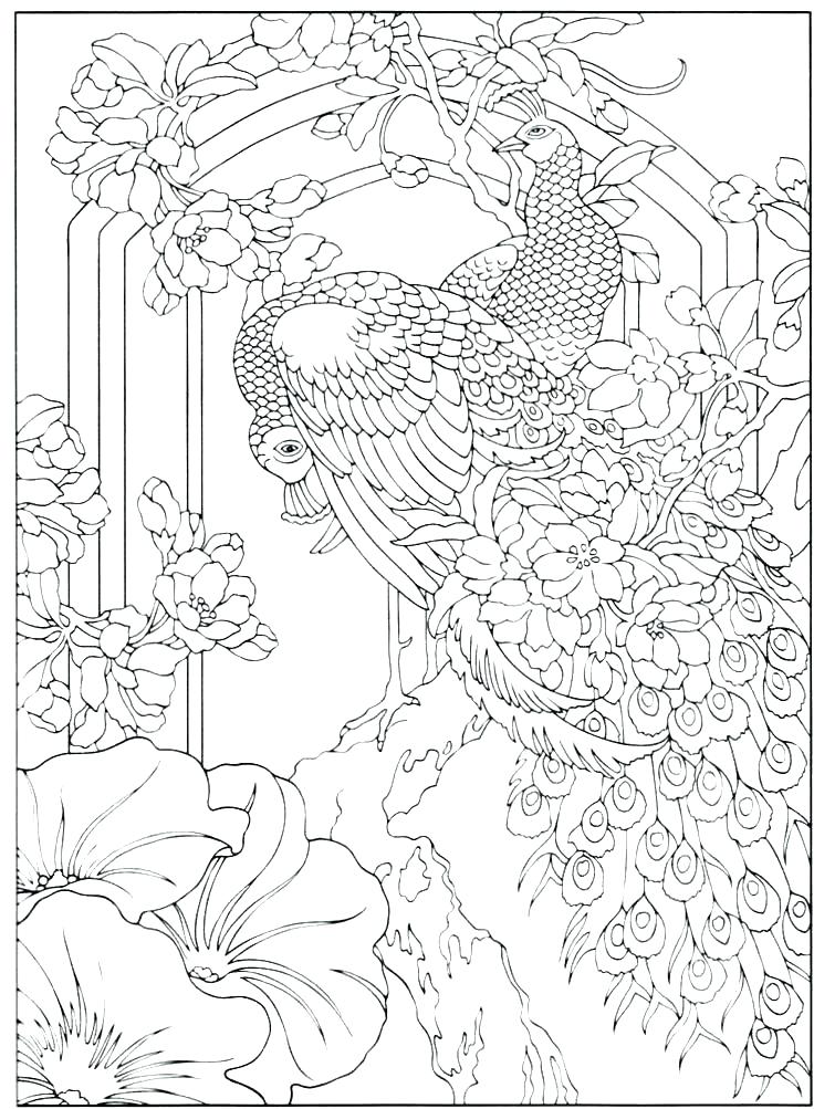 736x1003 Peacock Coloring Page Peacock Coloring Page Beautiful Adult