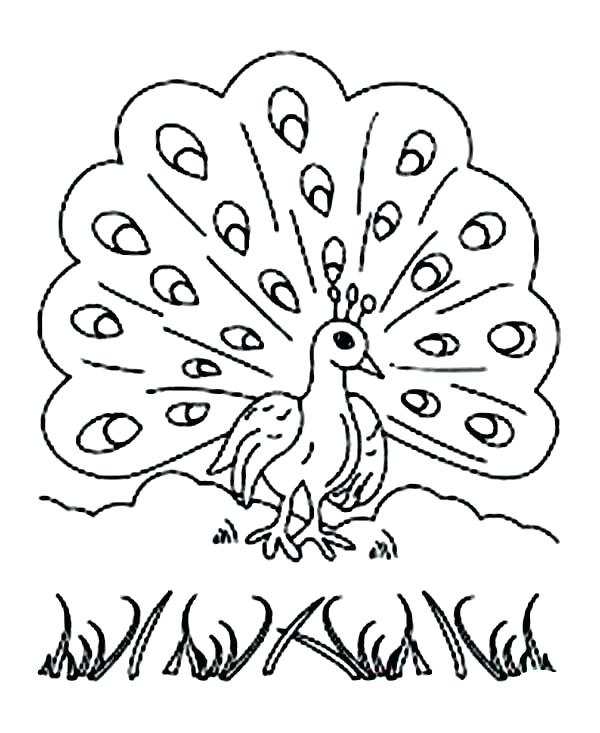 600x733 Peacock Coloring Pages Cartoon Peacock Coloring Pages For Kids