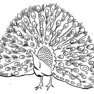 300x300 Peacock Coloring Pages New Free Printable Mandala Coloring Pages