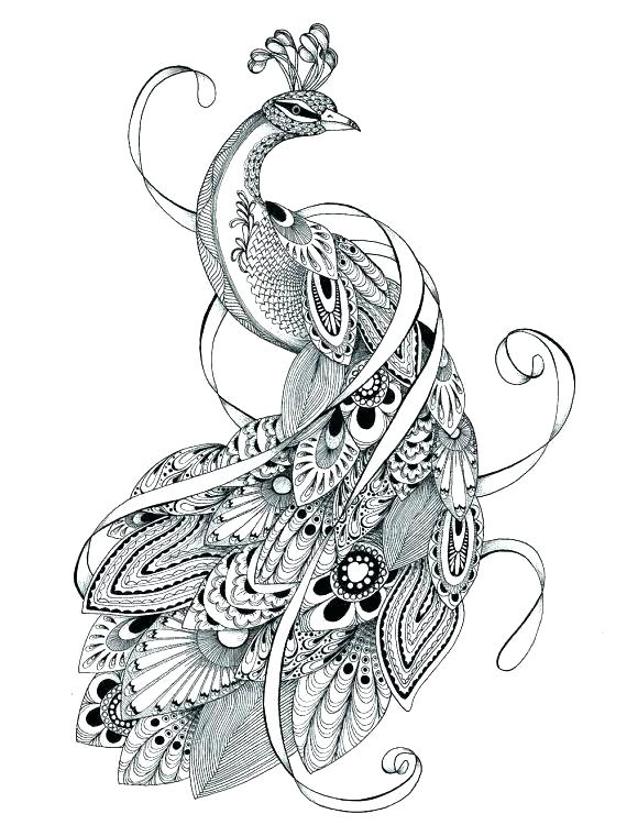 570x750 Peacock Pictures To Color Feather Free Printable Coloring Pages