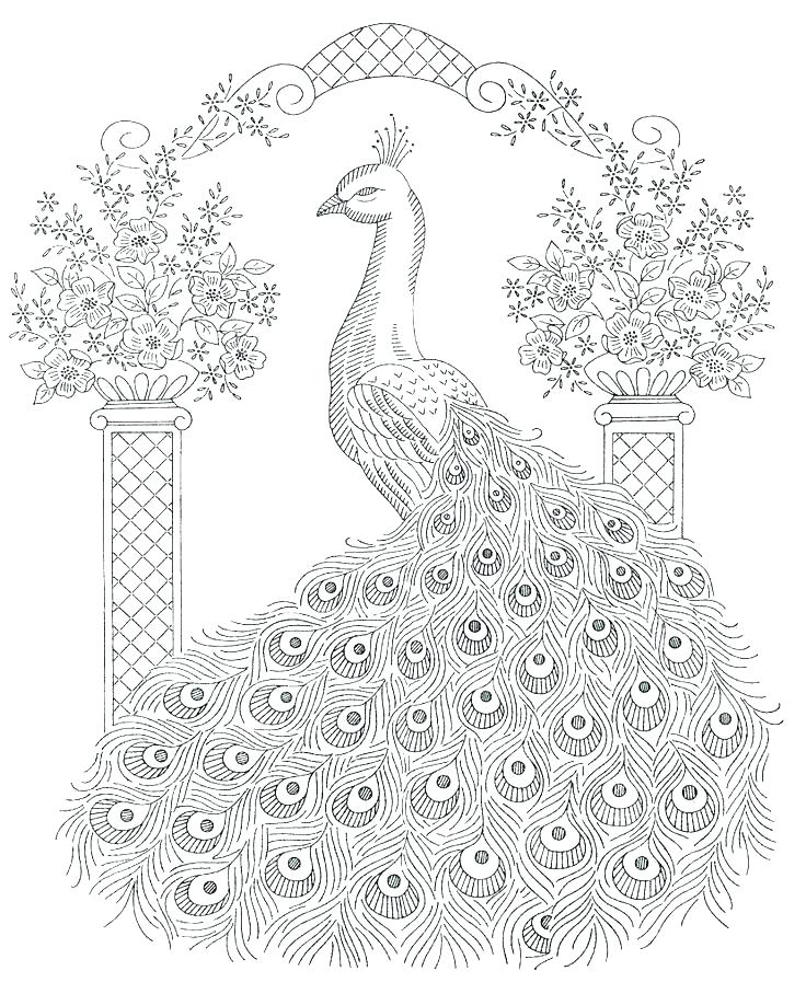 736x908 Peacock Coloring Pages Impair.co