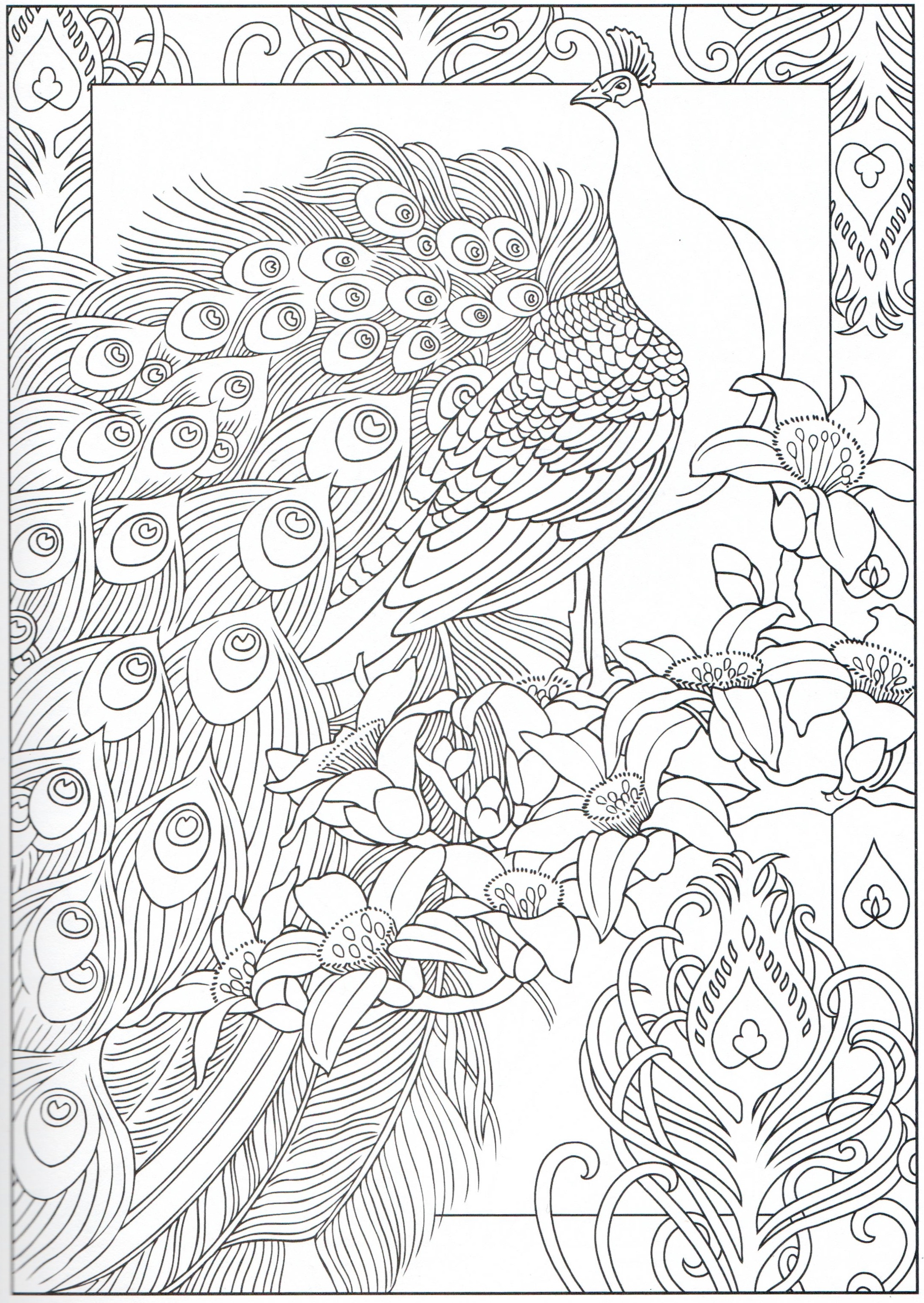 2164x3050 Elegant Peacock Coloring Page 29 31 Free Coloring Pages For Children