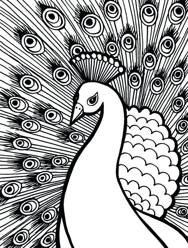 600x788 Peacock Coloring Book Also Peacock Coloring Pages 69