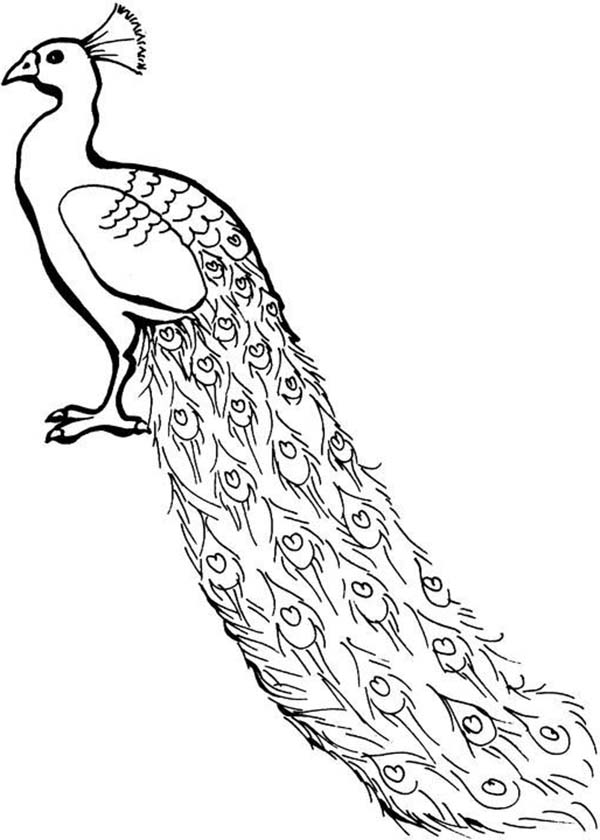 Peacock Coloring Pages For Kids