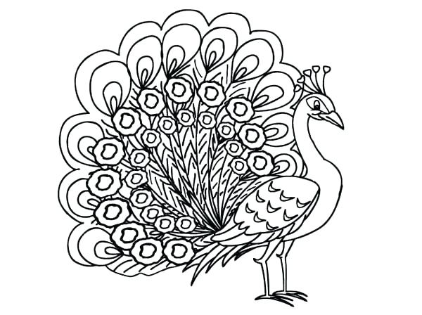 Peacock Coloring Page Peacock Coloring Pages Tail Expand Peacock 600x448 Peacock Coloring Page Peacock Coloring Pages Tail Expand Peacock